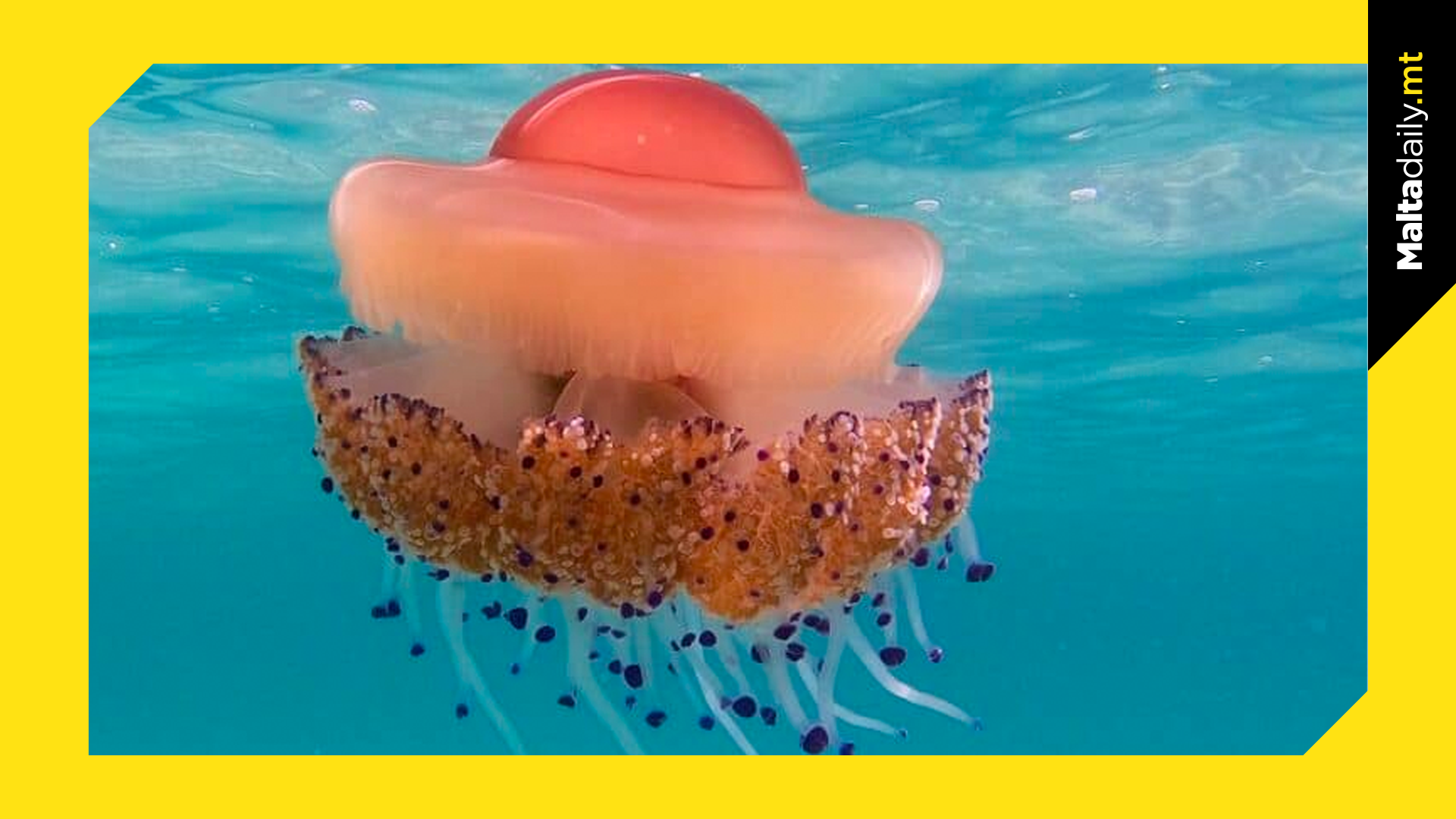 Jes Fish The Fried Egg Jellyfish Returns to Maltese Waters